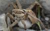243376 – Photo : Christian Berquer – France (05)